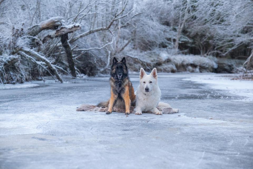 Dogs on ice